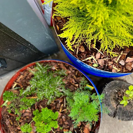 Garden - The Lotus Dom wakacyjny *