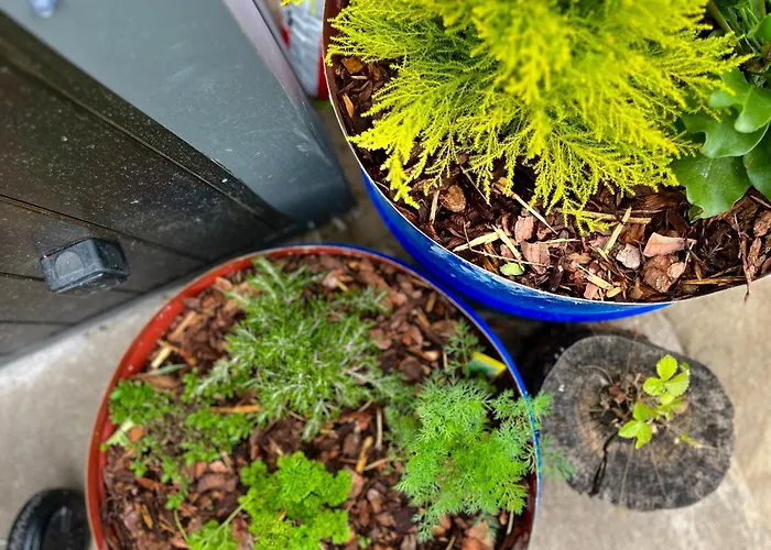 Garden - The Lotus Holiday home *